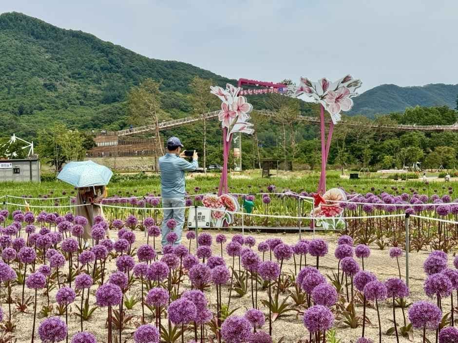 Pocheon Hantangang Garden Festa 4