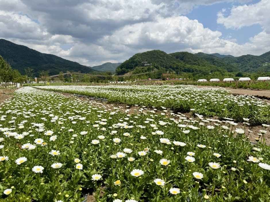 Pocheon Hantangang Garden Festa 10