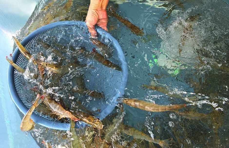 Hongseong Namdang Port Jumbo Shrimp Festival (홍성남당항 대하축제) 3