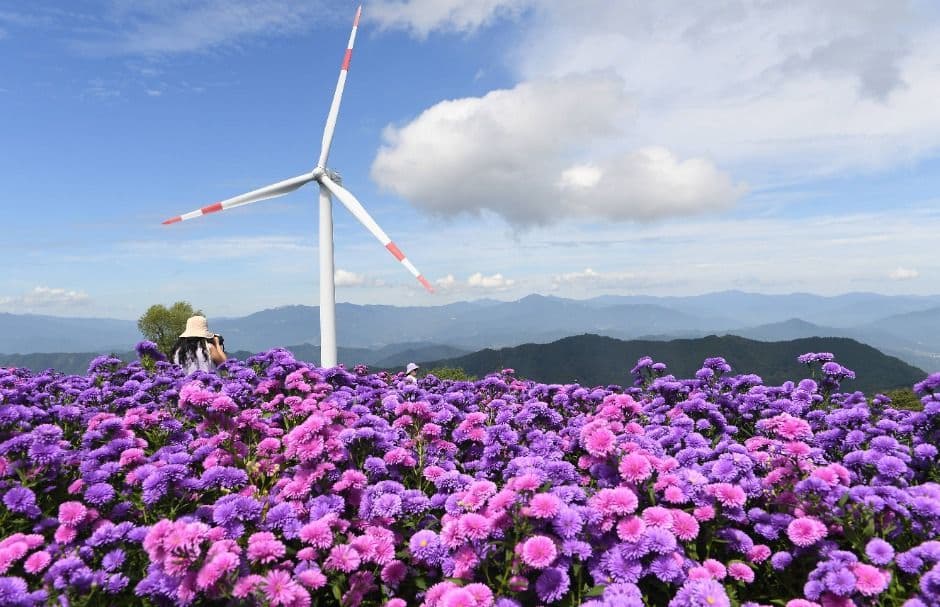 Geomaksan Flower and Star Journey